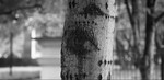 Dissociated by Rachel Williams